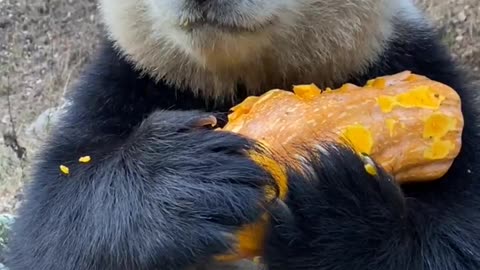Panda eating Apple 🍎 so cute