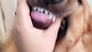 Dog won't stop kissing owner no matter what