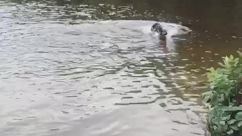 Excited black dog splashing water