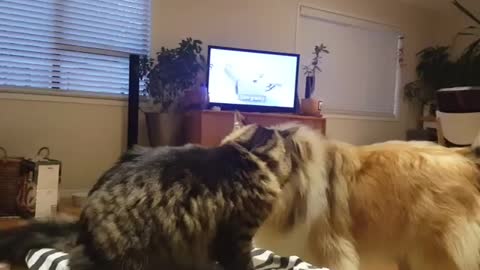 Big cat vs Lassie