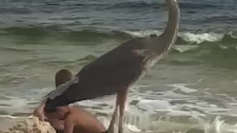Great Blue Heron on Pensacola Beach