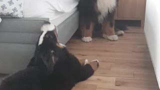 Puppy Bernese Mountain Dog annoying his older brother