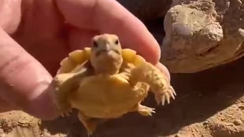 Four-day-old tortoise is riding high with mother tortoise