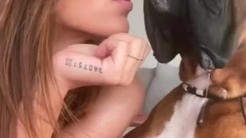 The Boxer dog plays with its owner in an entertaining and funny way
