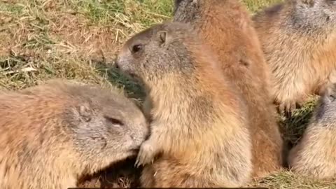 Bobak Marmot