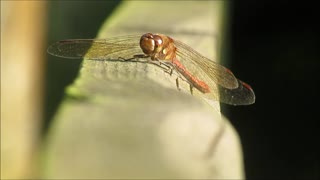 Common Darter dragonfly basking in the summer sun!