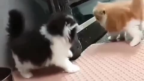 Naughty kittens funny fight | funny baby | funny kitten | #funnybaby #funnycatmoment #funnykitten