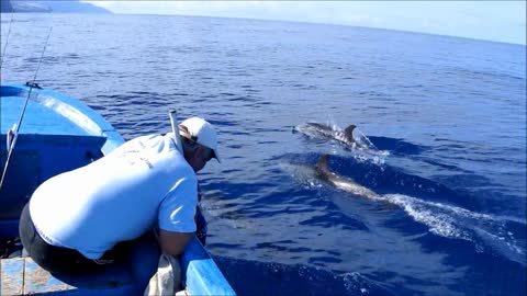 Gevlekte dolfijnen bij La Palma.
