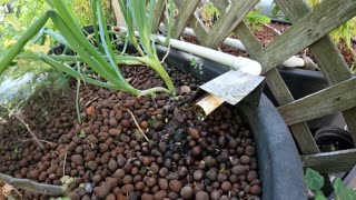 Home Aquaponics