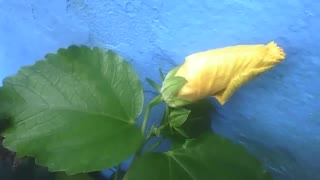 Flor hibisco amarela ainda fechada, perto da parede de um prédio azul [Nature & Animals]
