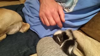 Adorable Baby Skunk