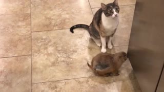 Kitty Cleans Prairie Dog Pal