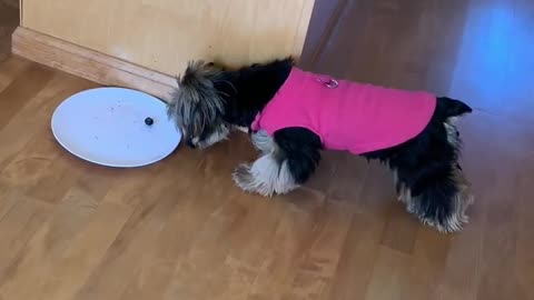 Yorkie Gets into Argument with Blueberry