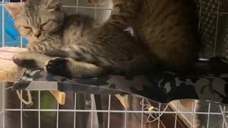 Kitty Massages His Brother's Stress Away