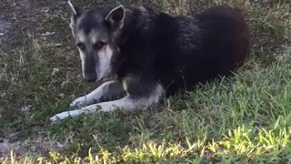 Black and grey mutt rubs face on grass