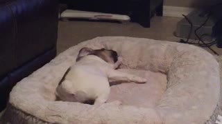 English Bulldog Puppy Attacks Her Bed Every Single Night