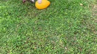 Great Dane Has Jolly Time with Giant Egg
