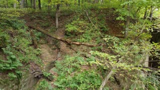 vegetation on top of a solid rock