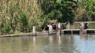 Bobcat Makes Insanely Long Jump Look Easy