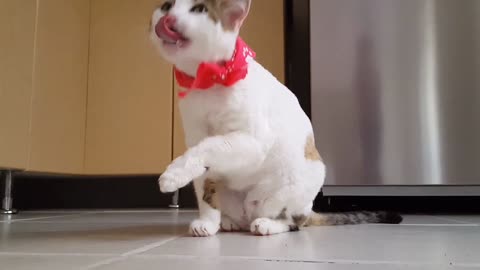 Cute cat cleaning her face herself /Amazing moment