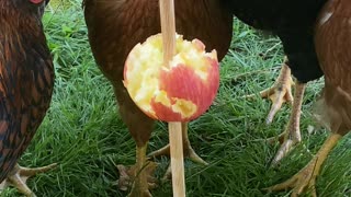 Apple on a Stick for Some Hungry Chicks