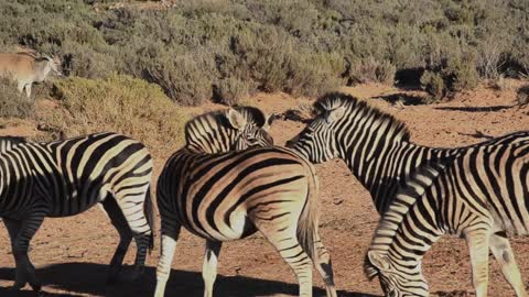 A Group Of Zebras m