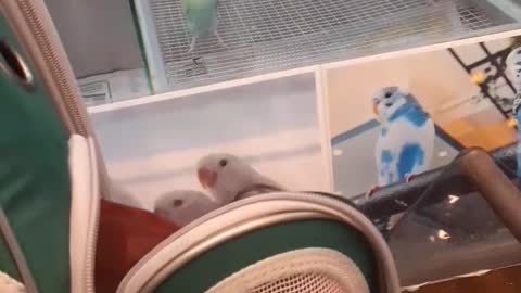 Say hello to my cute birds!