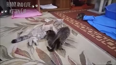 Mom Cat Talking to her Cute Meowing Kittens - Best Family Cats