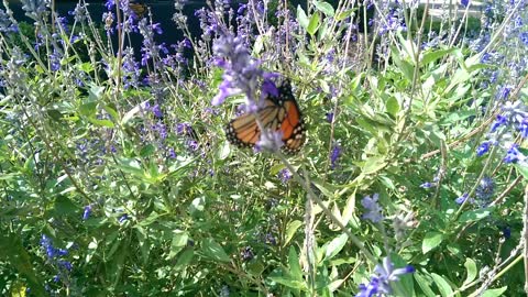 Monarch Butterfly On Flowers