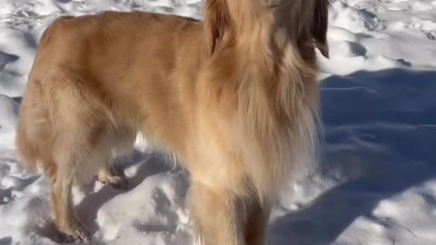 Cute dog video | dog awoo | He really said "yeah"