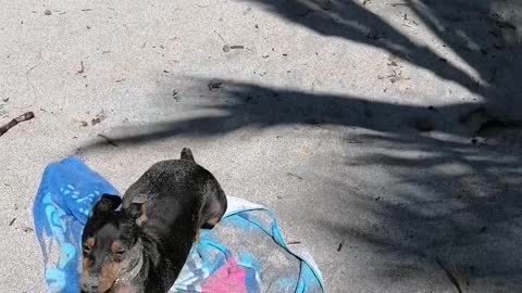 My brave dog goes for a swim. Manuel Antonio beach. Costa Rica