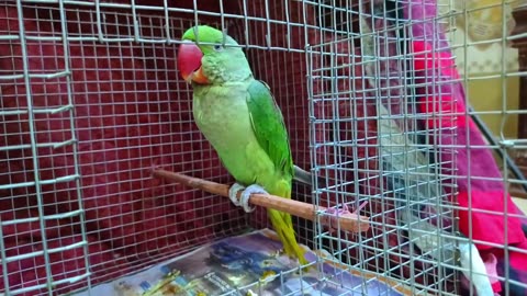 Parrot No Copyright ©️ Free Video in ｜｜ Talking Parrot Free Video ｜｜ #ParrotNoCopyrightVideo