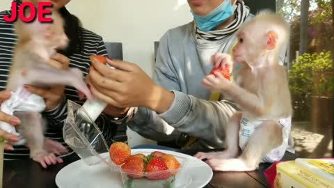 Cute Baby Monkey Joe and Maya eating Strawberry