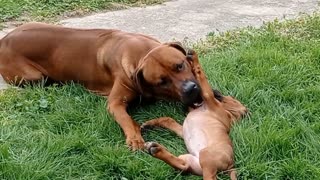 Huge Dog Plays 'Rough' Gently With Tiny Pup