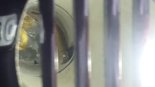 Snake Discovered in Bathroom Drain