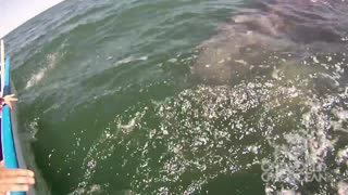 Watch The Incredible Moment When Mother Whale Introduces Her Calf To The Watchers