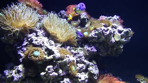 Surgeonfish, Clownfish, Sea Anemones & Corals
