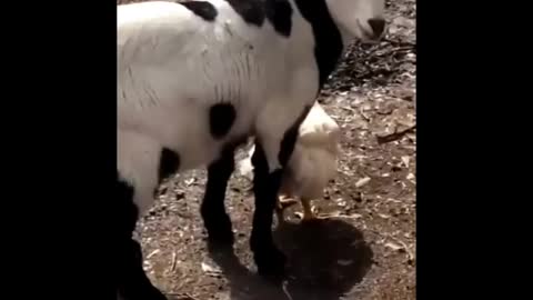 Is it possible to mate goat with hen | goat with hen