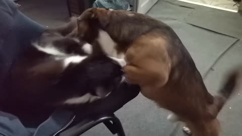Blind dog plays with his brother cat