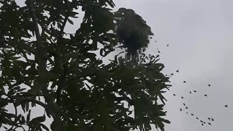 Spider nest explosion in Brazil!