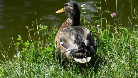 Duck Getting Ready For Lake Bath