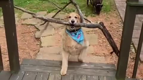 This smart dog is to bring a branch, it's wonderful