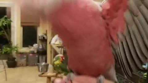 Pink Cockatoo Is OBSESSED With BLACKPINK!!