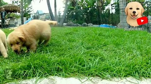 Golden Retriever Puppies Playing #3