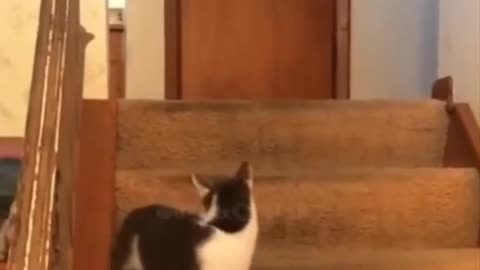 Cat triggers dog and loses It