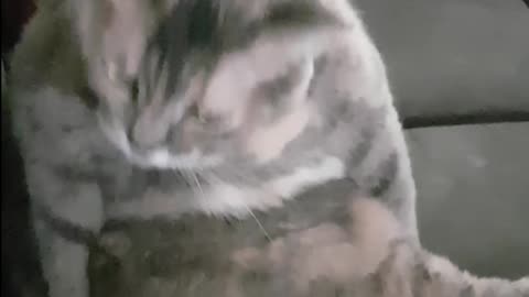 cat scratching her own butt
