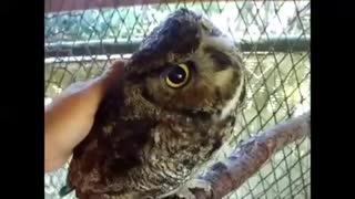 Great horned owl