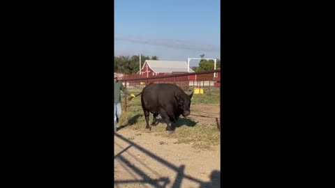 Enormous bull gets super vocal as he goes on the prowl