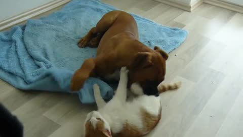 boxer dog playing with cat rough