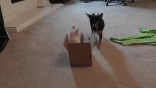 Kitten Sees Cardboard Box For The First Time